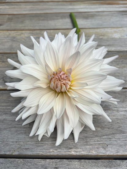 Informal decorative white dahlia