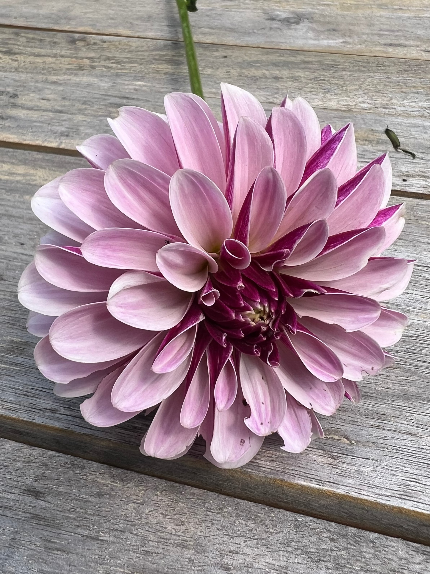 Lavender and purple informal decorative dahlia