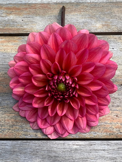 Salmon Runner dahlia Halcyon Hill Gardens