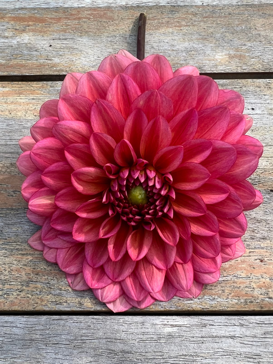 Salmon Runner dahlia Halcyon Hill Gardens