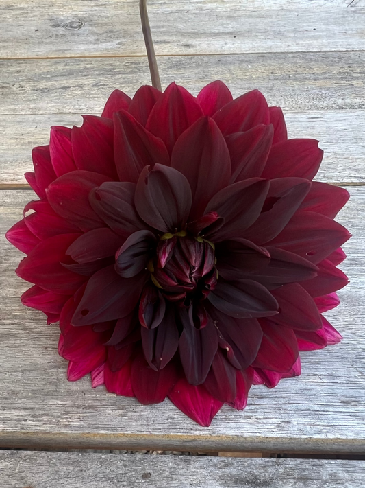 Sam Hopkins dahlia Halcyon Hill Gardens