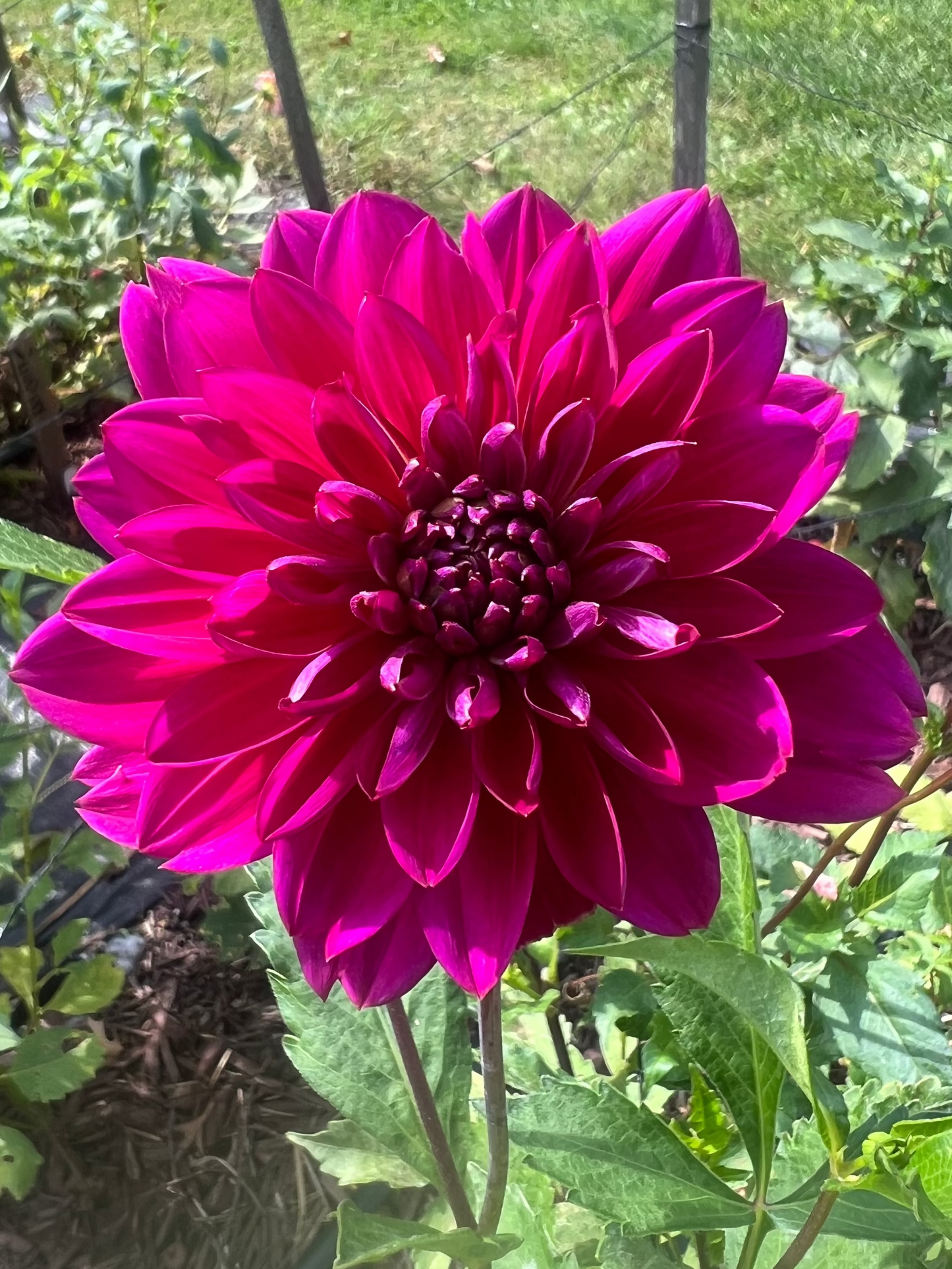 Sandia Nocturne dahlia bright pink magenta waterlily type dahlia