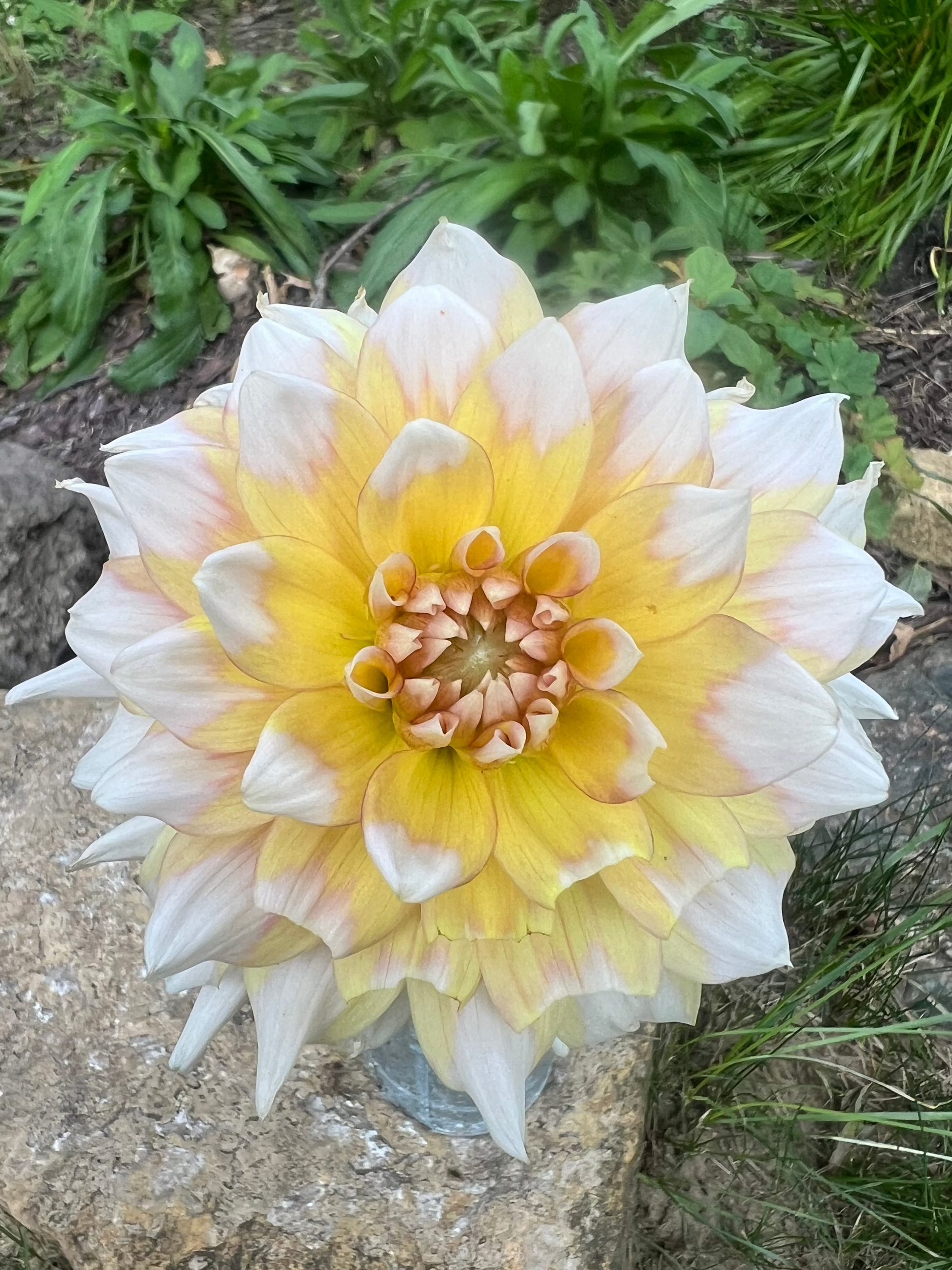 Seattle dahlia Halcyon Hill Gardens