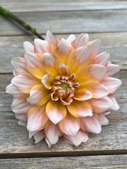 Seattle dahlia Halcyon Hill Gardens
