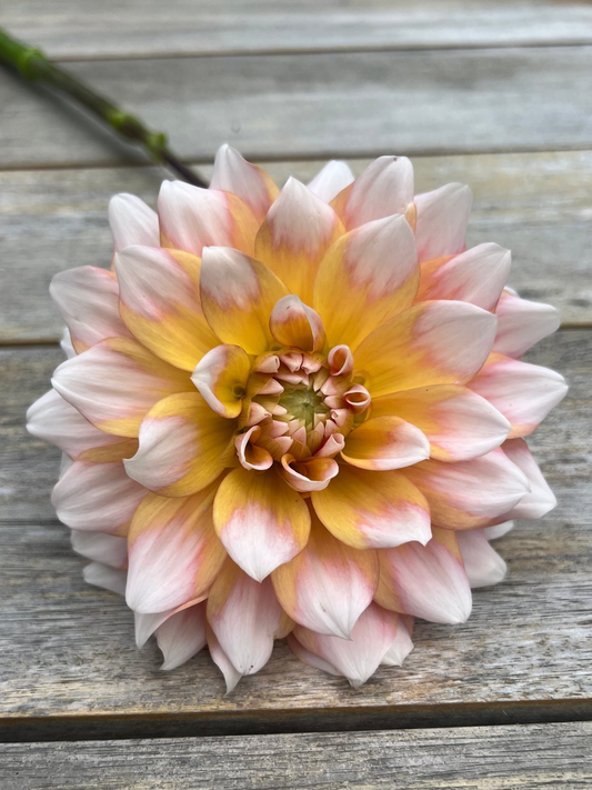 Seattle dahlia Halcyon Hill Gardens