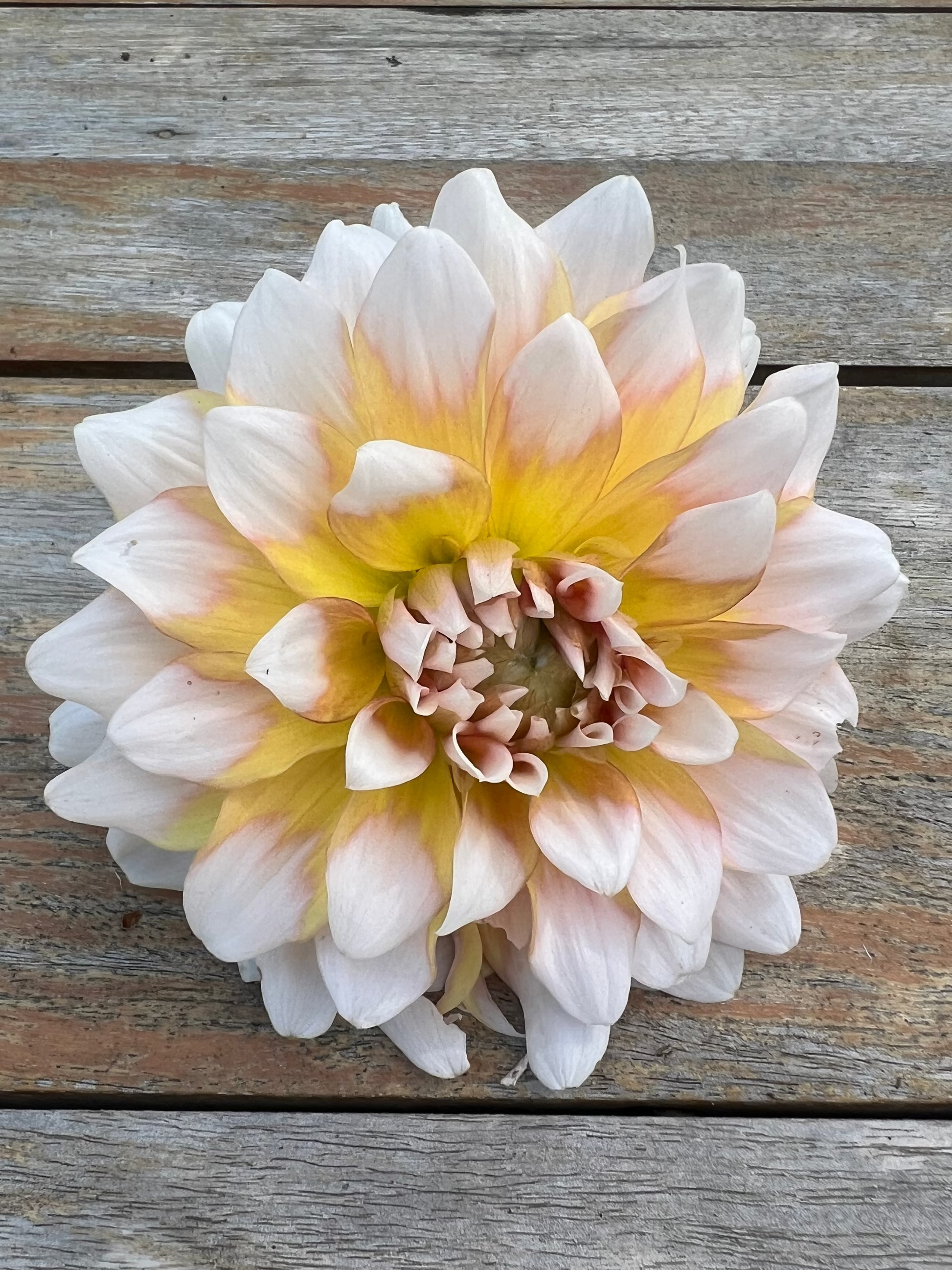 Seattle dahlia Halcyon Hill Gardens