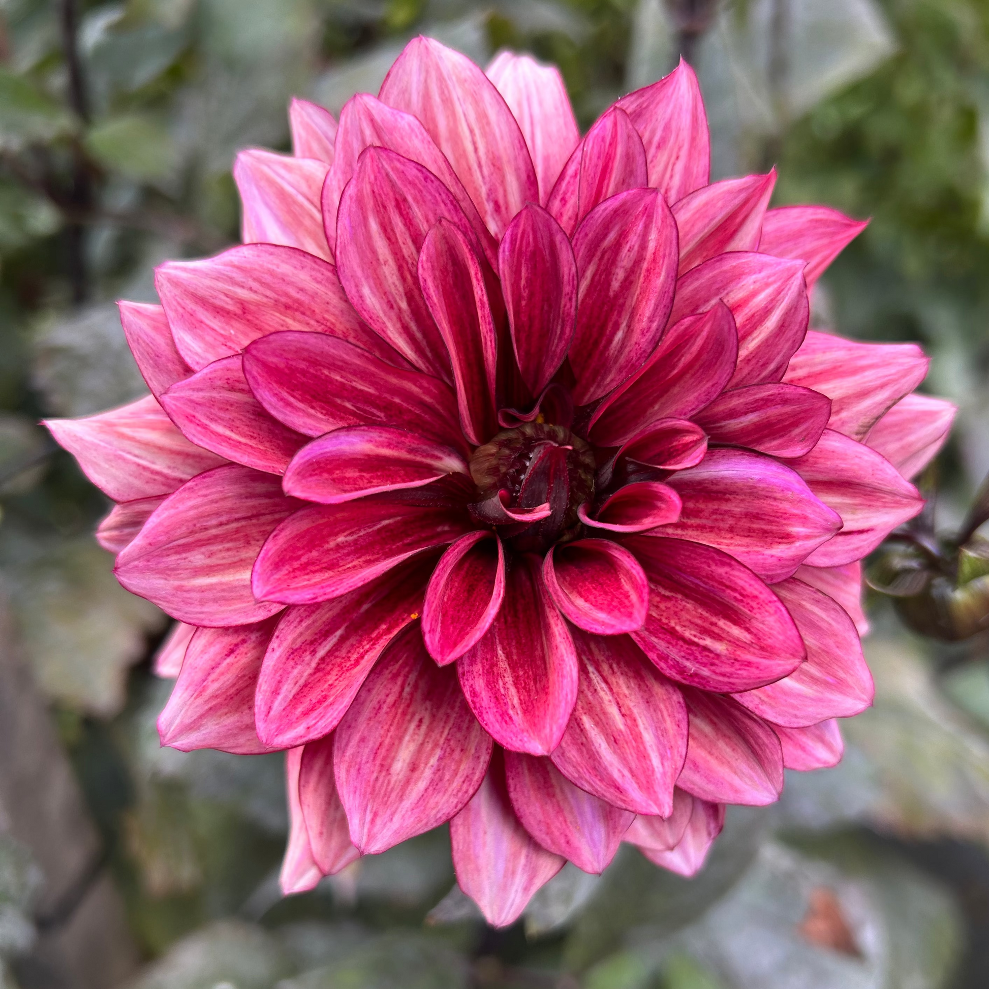 Senior's Hope dahlia Halcyon Hill Gardens