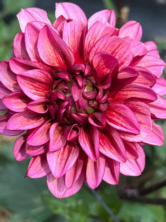Senior's Hope dahlia Halcyon Hill Gardens