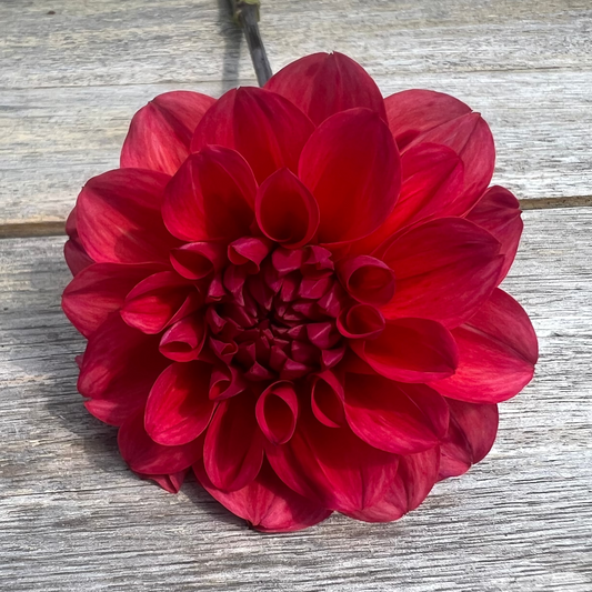 Smarty Pants dahlia Halcyon Hill Gardens