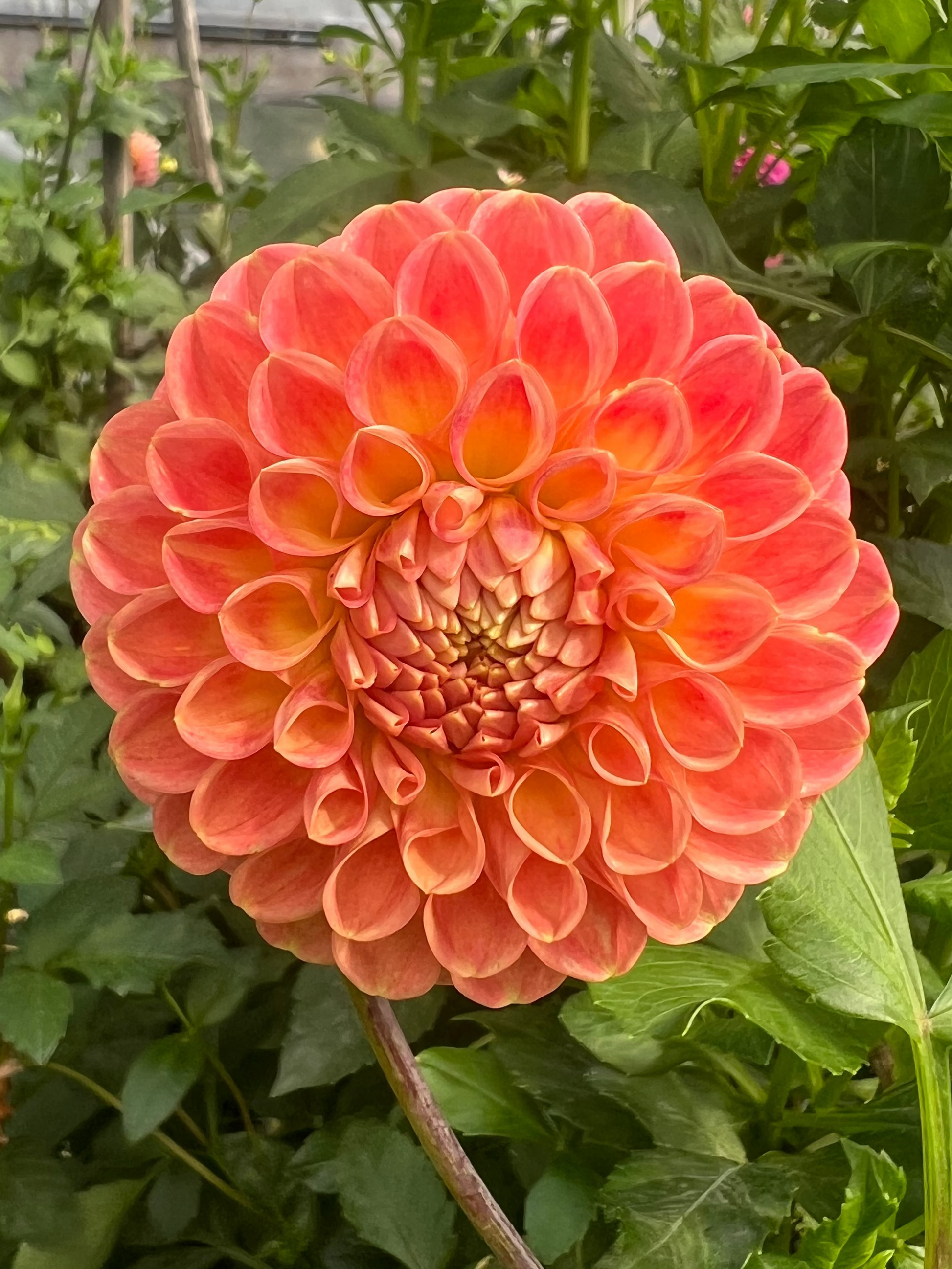 Snoho Doris Halcyon Hill Gardens