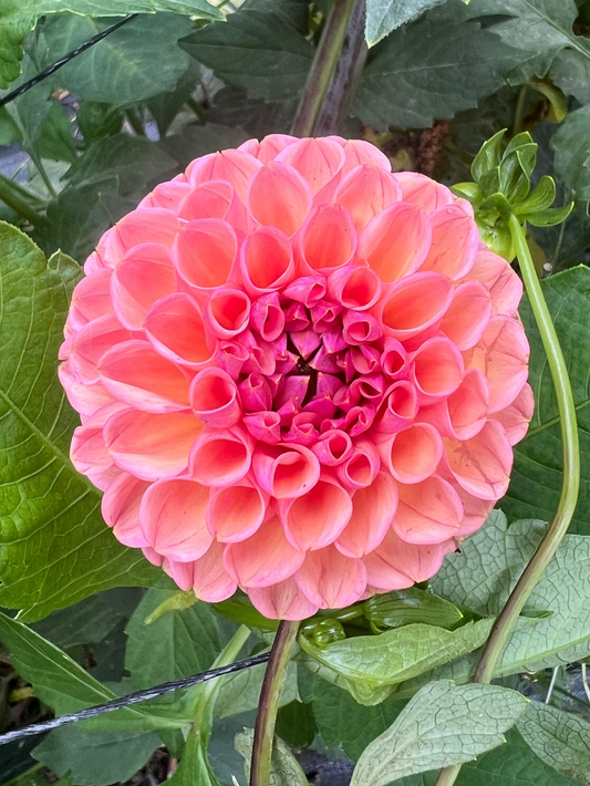 Snoho Jojo dahlia Halcyon Hill Gardens