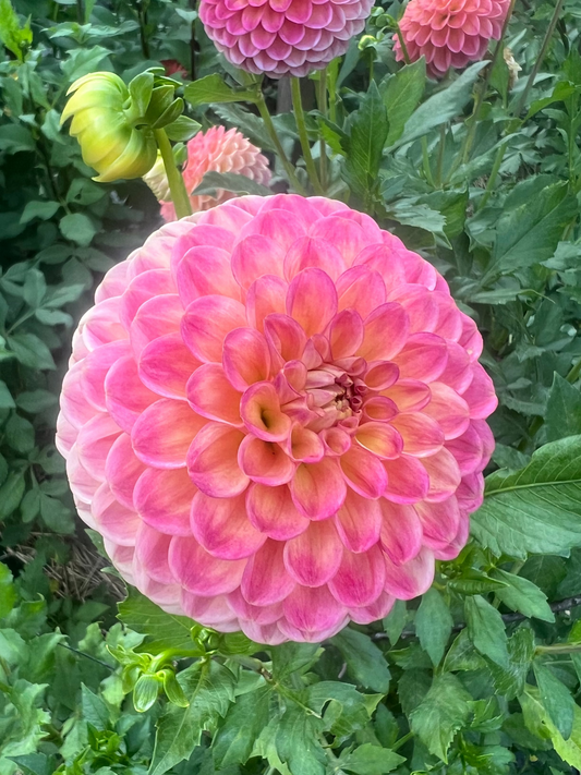 Snoho Doris dahlia Halcyon Hill Gardens