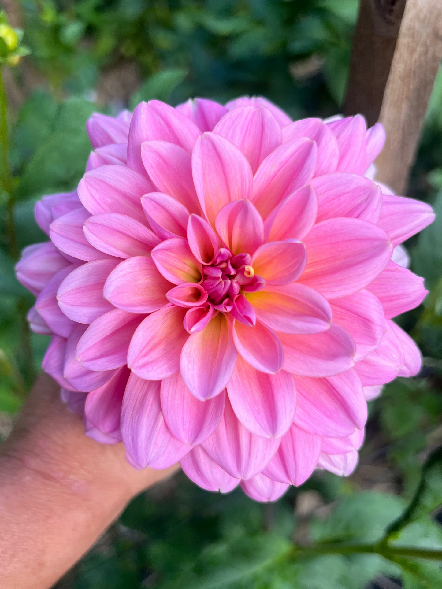 Southern Belle dahlia