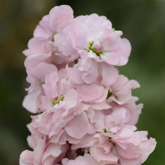 Stock Appleblossom