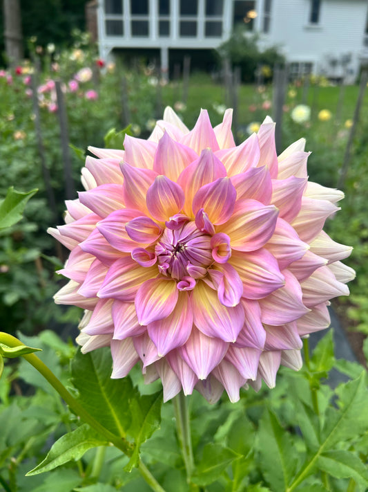 Stawberry Ice dahlia Halcyon Hil Gardens