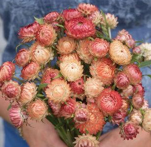 Strawflower Garth's Peach