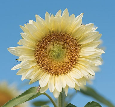 Sunflower- White Lite