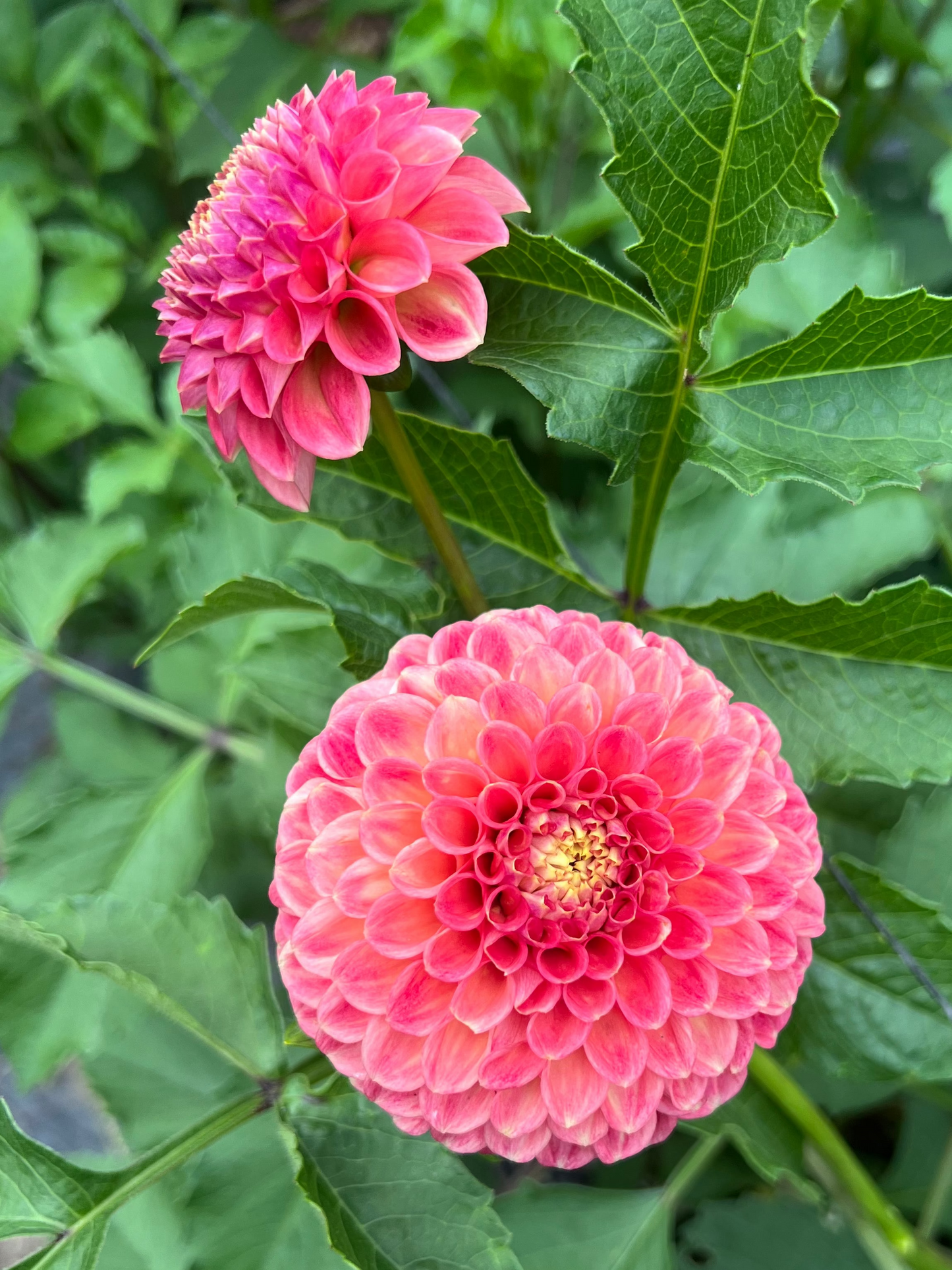 Sunspot dahlia
