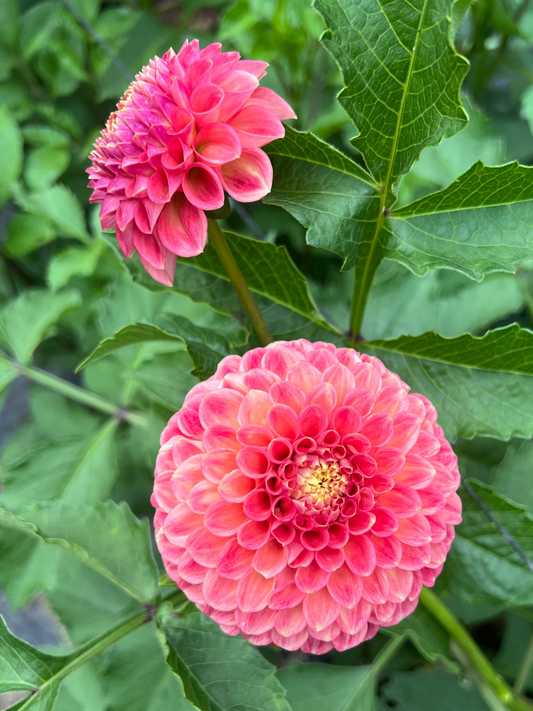 Sunspot dahlia