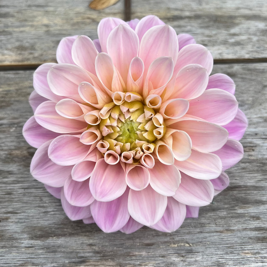 Sweet Nathalie dahlia Halcyon Hill Gardens