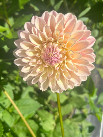 Sweet Nathalie dahlia Halcyon Hill Gardens