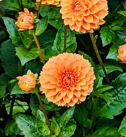 Sylvia (Maarn)