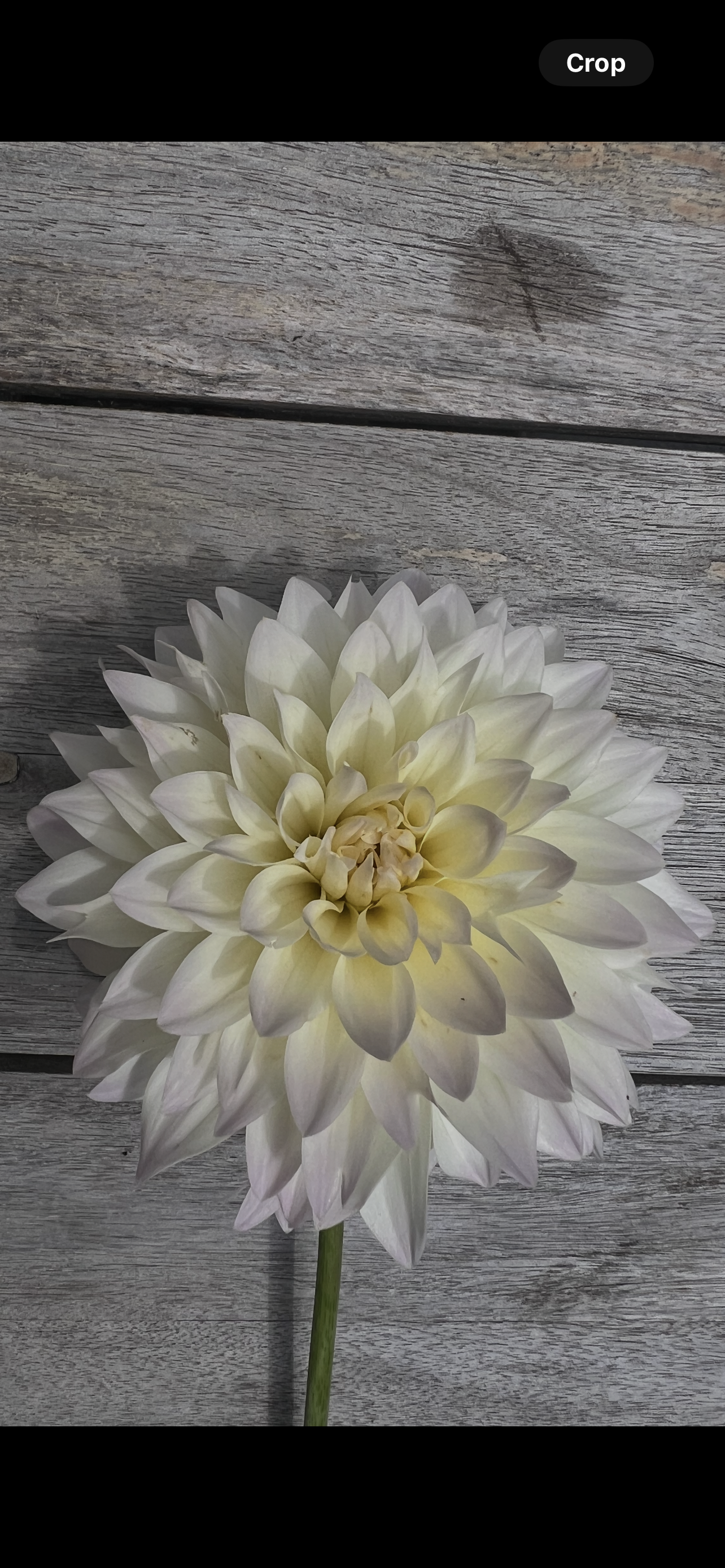 White with pink tinged tips and a glowing center dahlia