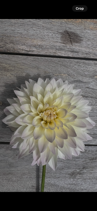 White with pink tinged tips and a glowing center dahlia