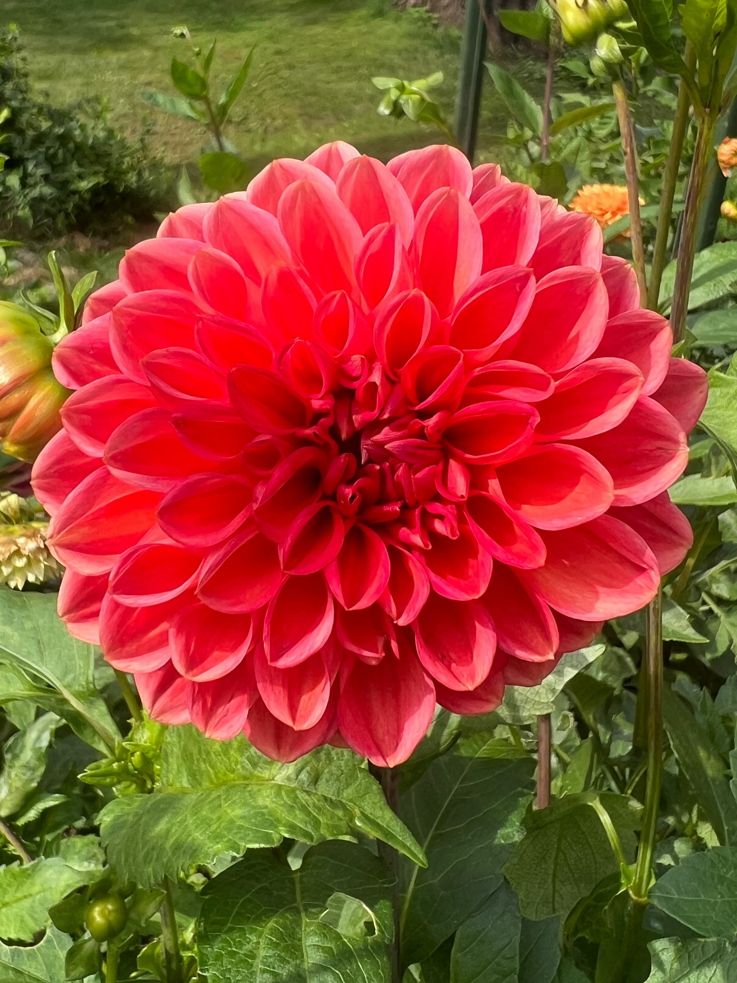 corally pink dahlia