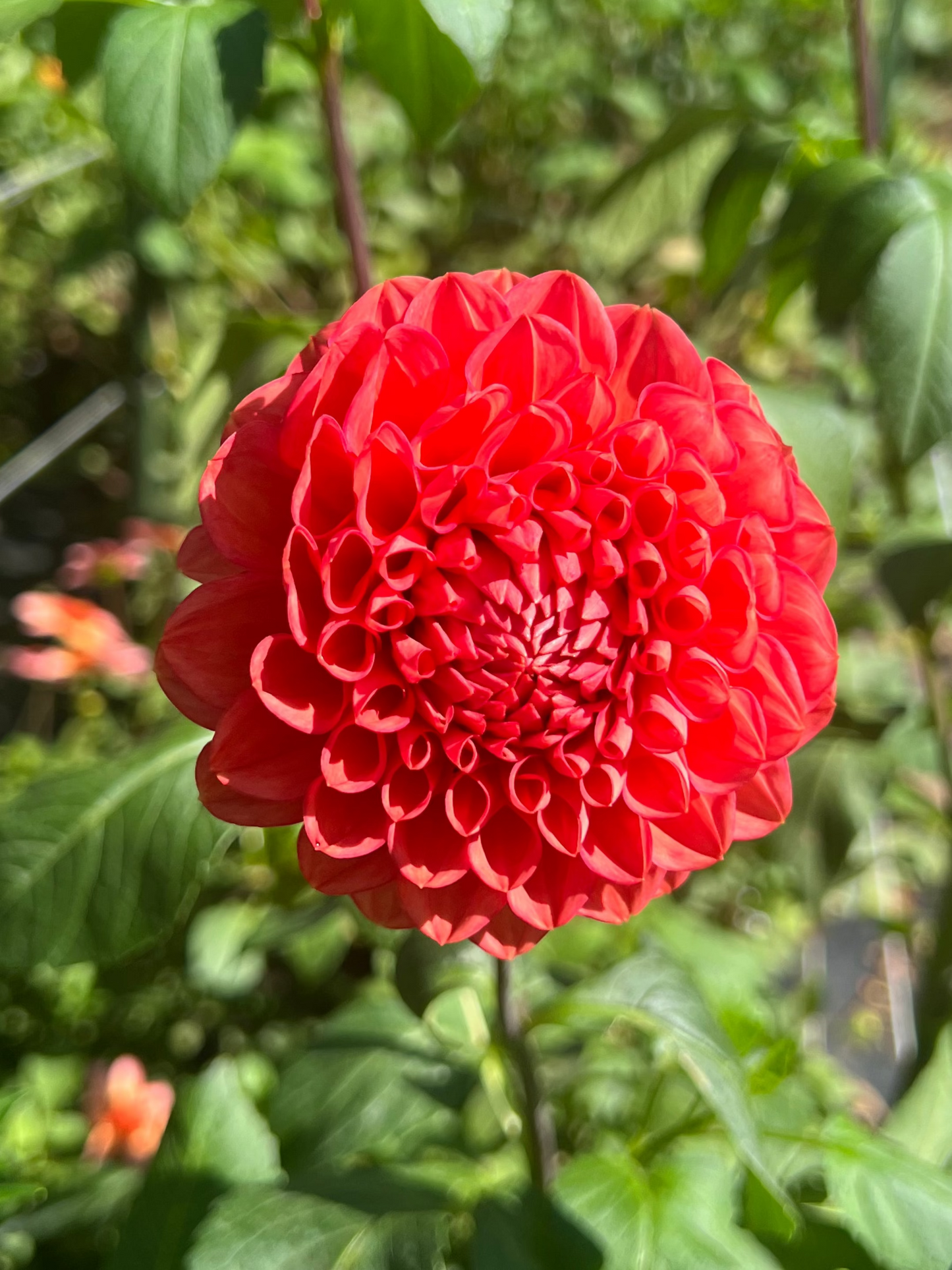 corally pink dahlia