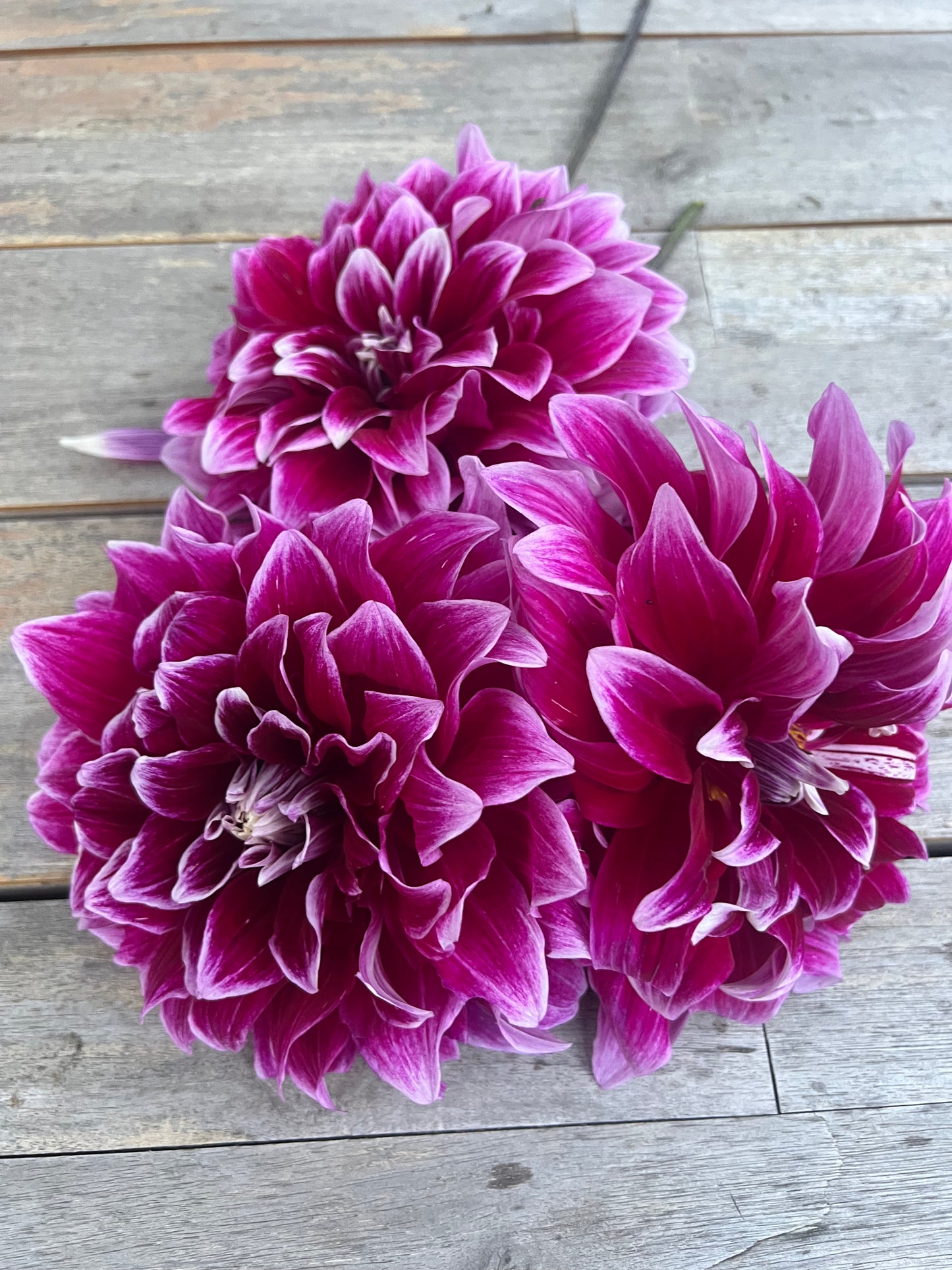 Uncle B dahlia Halcyon Hill Gardens