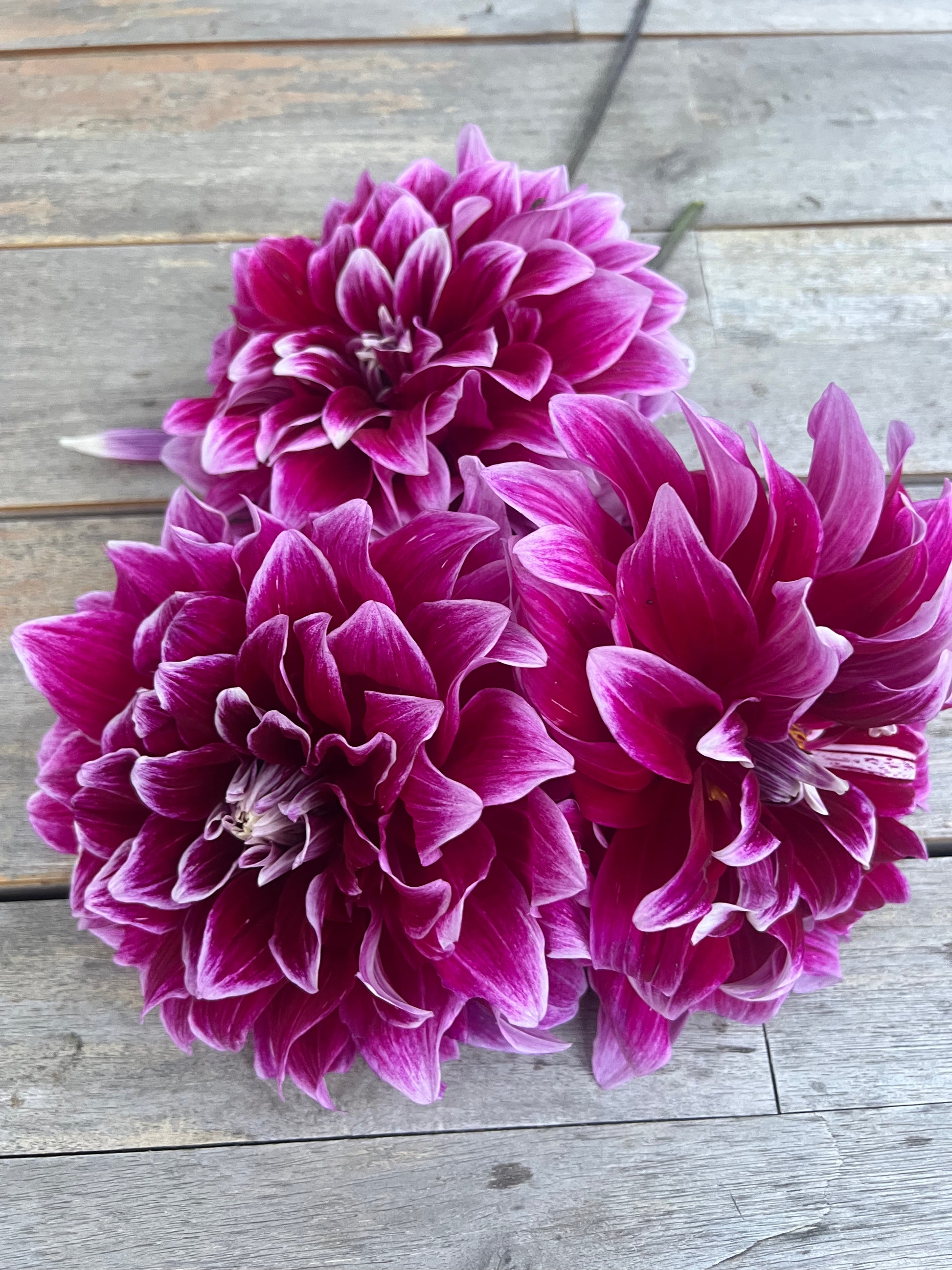 Uncle B dahlia Halcyon Hill Gardens