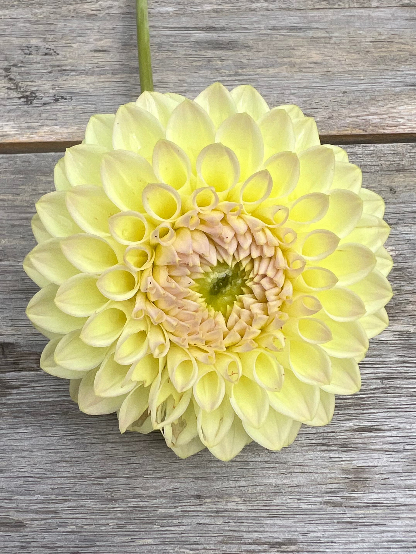 Pale buttercream dahlia kissed with a pink center Winholme Diane
