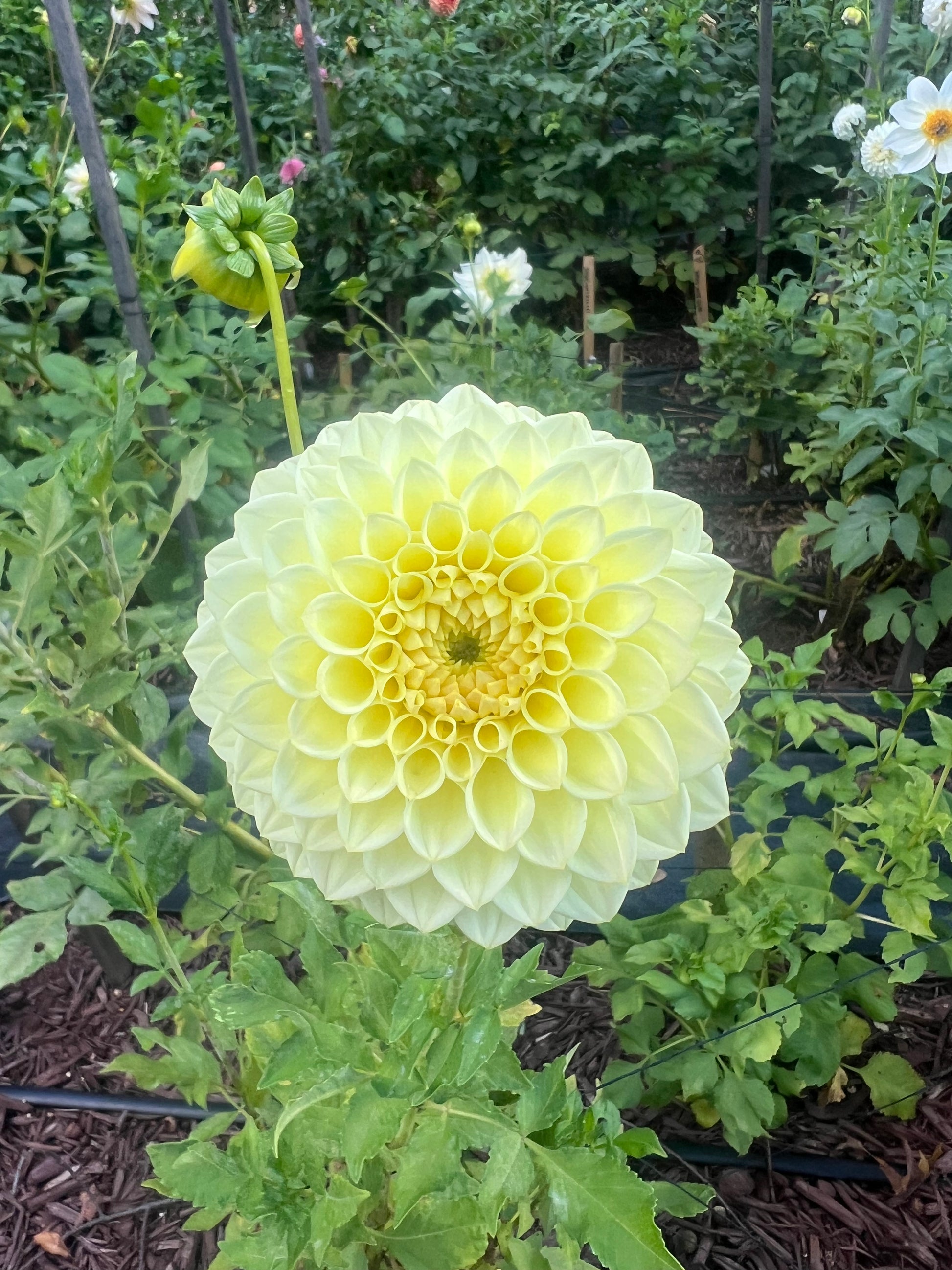 Winholme Diane pale buttercream yellow dahlia