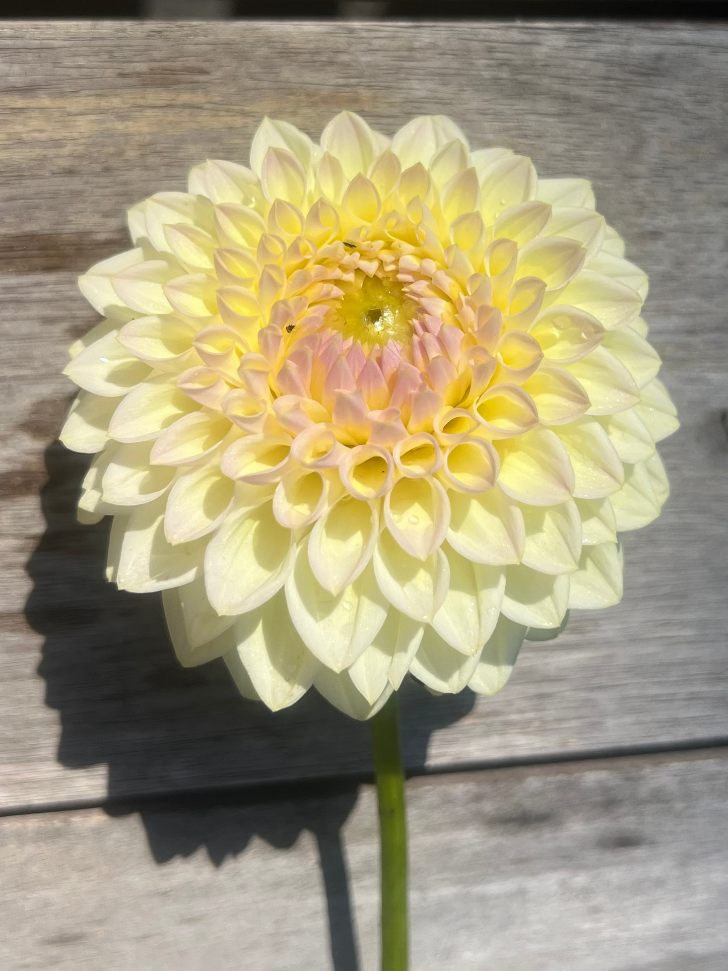 Winholme Diane pale buttercream yelllow dahlia
