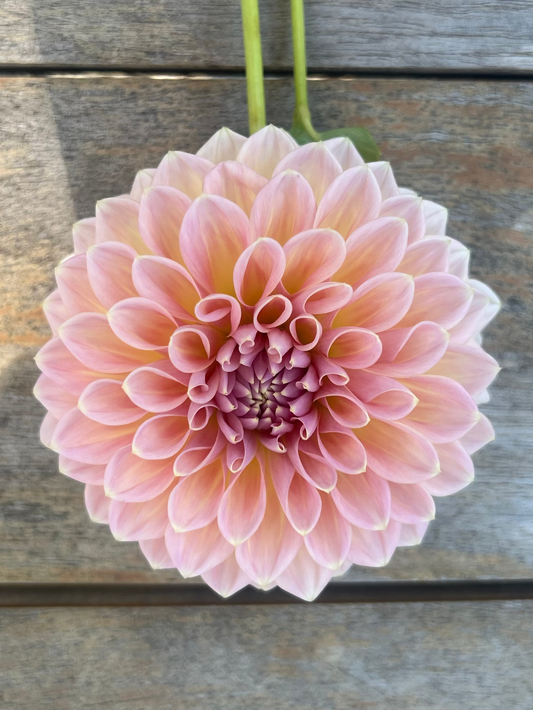 Wyn's New Pastel Halcyon Hill Gardens