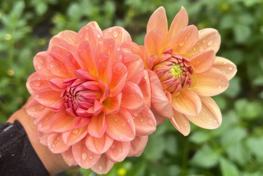 Yelno Harmony dahlia Halcyon Hill Gardens