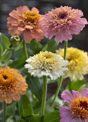 Zinnia Pastel Perfection