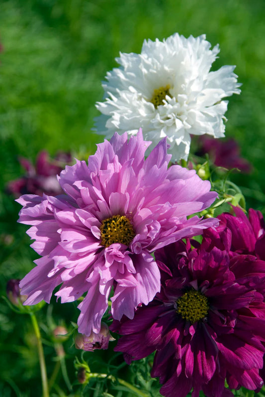 Cosmos Double Click Mix Trailing Petunias