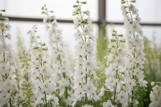 Delphinium Belladonna Casablanca