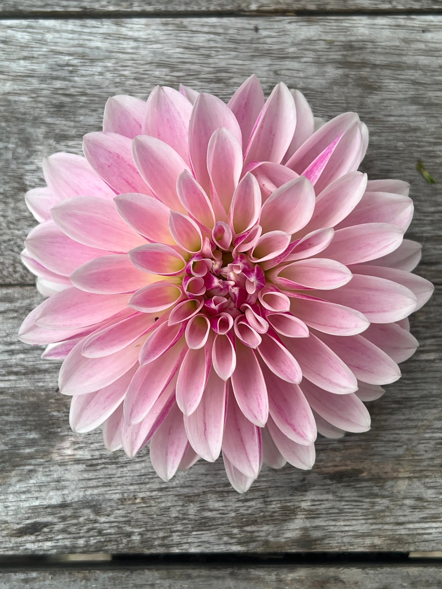 KA's ® Rose Quartz dahlia