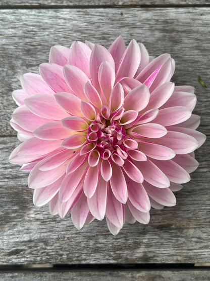 KA's ® Rose Quartz dahlia