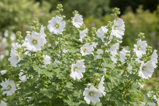 Lavatera Mont Blanc Halcyon Hill Gardens