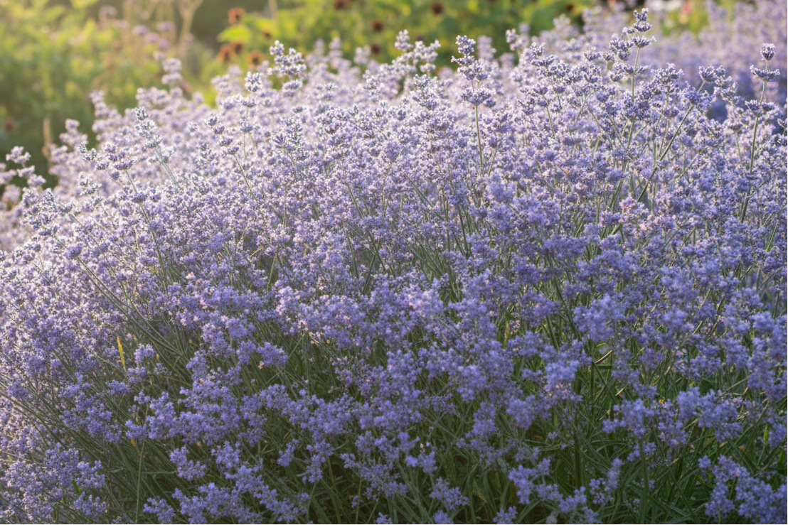 Limonium Latifolium  Halcyon Hill Gardens