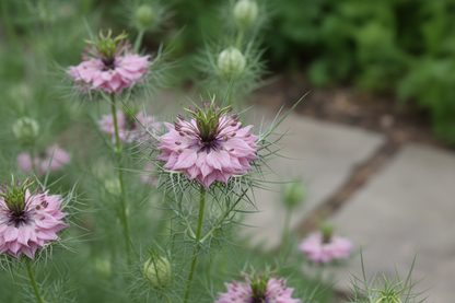 Nigella or love in a mist miss jekyl rose
