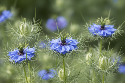 Nigella or love in a mist miss jekyl series