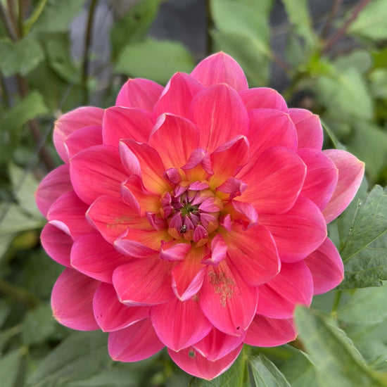 Dazzle Me dahlia Halcyon Hill Gardens