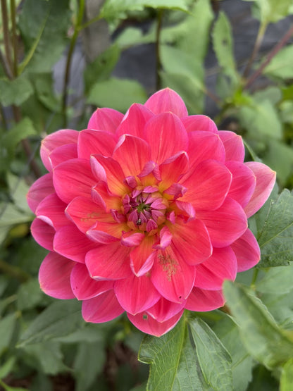Dazzle Me dahlia Halcyon Hill Gardens