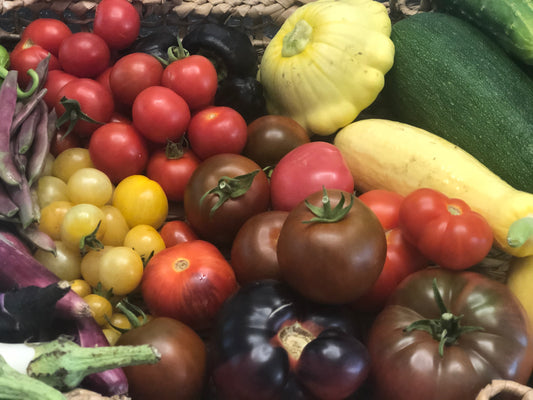 Tomato Starters