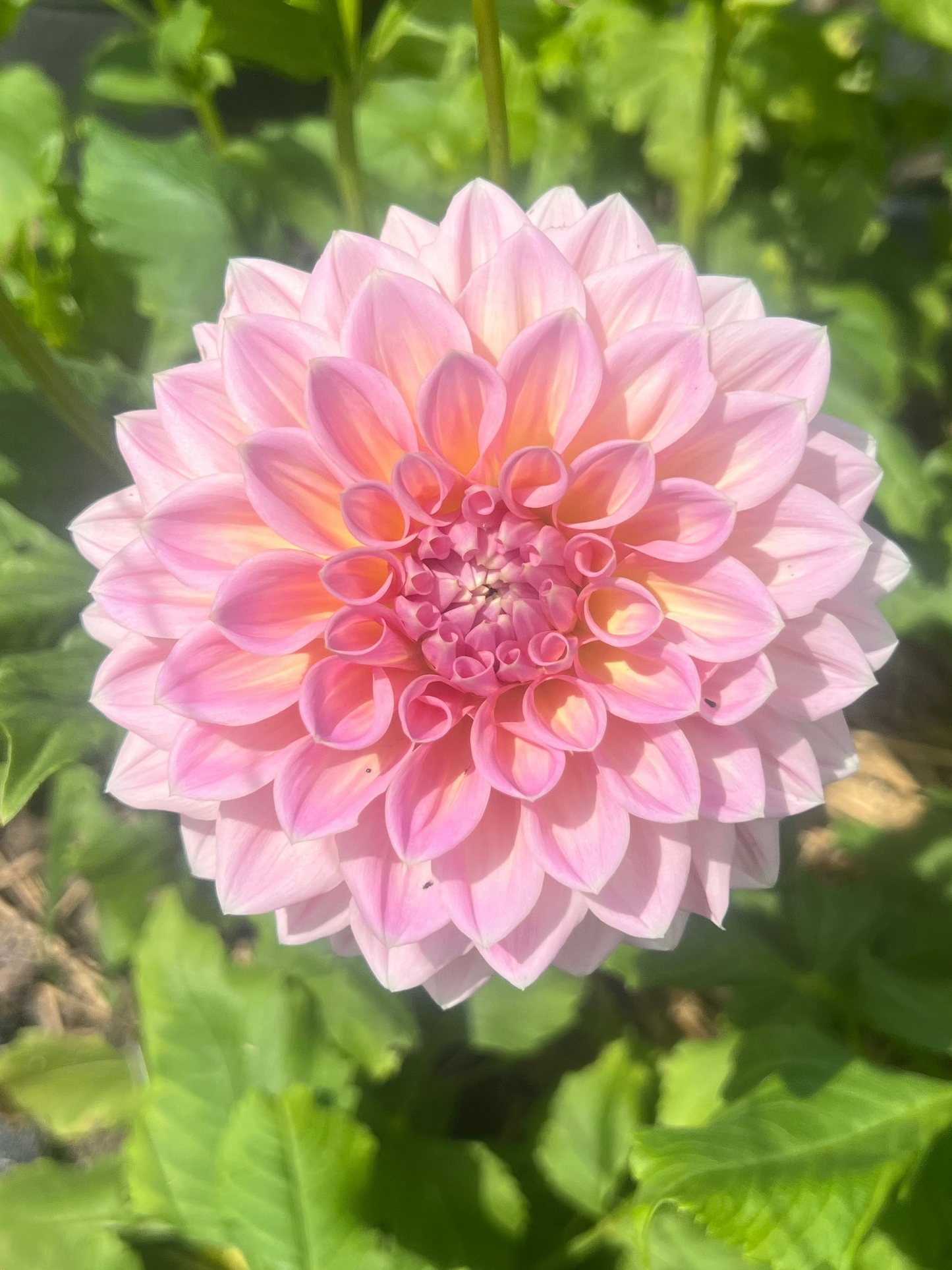 Mystery Dahlias